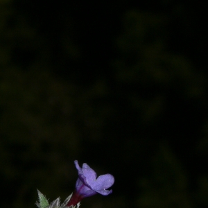 Photographie n°18389 du taxon Lithodora fruticosa (L.) Griseb. [1844]