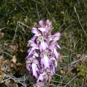 Photographie n°18405 du taxon Himantoglossum robertianum (Loisel.) P.Delforge [1999]