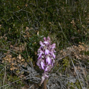 Photographie n°18406 du taxon Himantoglossum robertianum (Loisel.) P.Delforge [1999]