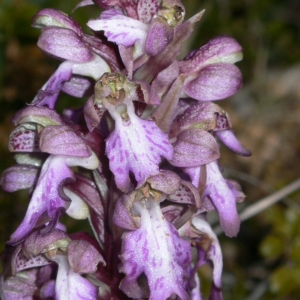 Photographie n°18407 du taxon Himantoglossum robertianum (Loisel.) P.Delforge [1999]