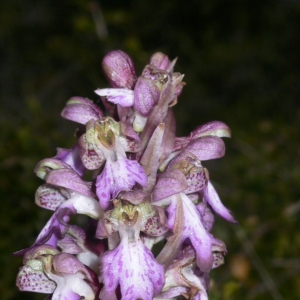 Photographie n°18408 du taxon Himantoglossum robertianum (Loisel.) P.Delforge [1999]