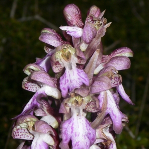 Photographie n°18409 du taxon Himantoglossum robertianum (Loisel.) P.Delforge [1999]
