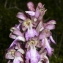  Pierre Bonnet - Himantoglossum robertianum (Loisel.) P.Delforge [1999]