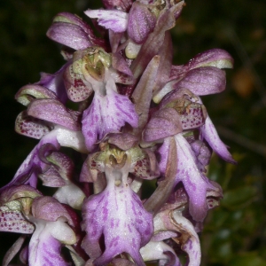 Photographie n°18410 du taxon Himantoglossum robertianum (Loisel.) P.Delforge [1999]