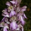  Pierre Bonnet - Himantoglossum robertianum (Loisel.) P.Delforge [1999]