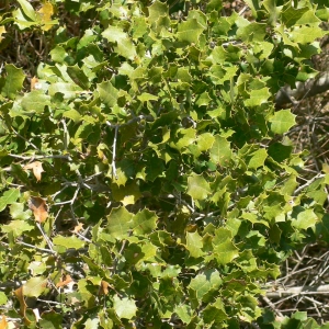 Photographie n°18412 du taxon Quercus coccifera L. [1753]