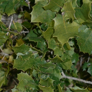 Photographie n°18414 du taxon Quercus coccifera L. [1753]