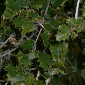 Photographie n°18415 du taxon Quercus coccifera L. [1753]