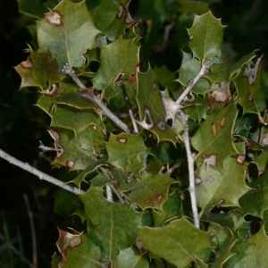 Photographie n°18416 du taxon Quercus coccifera L. [1753]