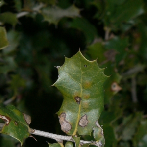 Photographie n°18417 du taxon Quercus coccifera L. [1753]