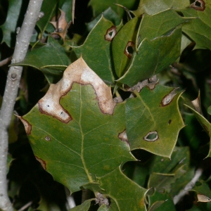 Photographie n°18418 du taxon Quercus coccifera L. [1753]