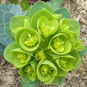 Euphorbia myrsinites L. (Broad-leaved Glaucous-spurge)