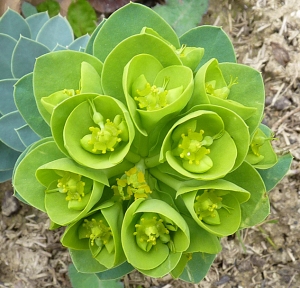 Bertrand BUI, le 17 mars 2011 (Paris (Cimetière de gentilly))
