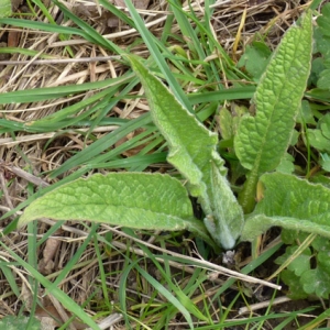 Photographie n°18425 du taxon Symphytum officinale L. [1753]