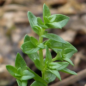 Photographie n°18430 du taxon Anagallis arvensis L. [1753]