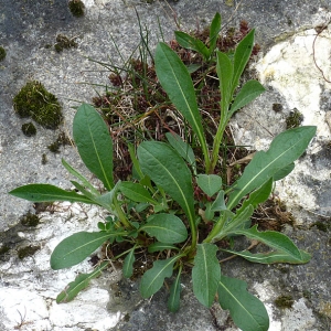 Photographie n°18432 du taxon Centaurea jacea L. [1753]