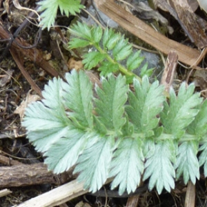 Photographie n°18434 du taxon Potentilla anserina L. [1753]