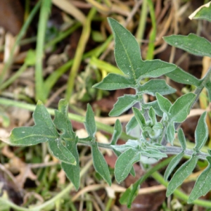 Photographie n°18436 du taxon Sisymbrium orientale L. [1756]