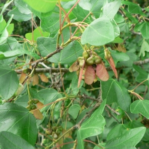 Photographie n°18455 du taxon Acer monspessulanum L.