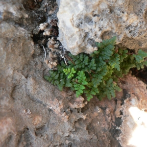 Photographie n°18464 du taxon Cheilanthes acrostica (Balb.) Tod. [1866]