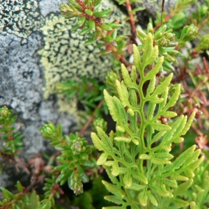 Photographie n°18466 du taxon Cryptogramma crispa (L.) R.Br. [1842]