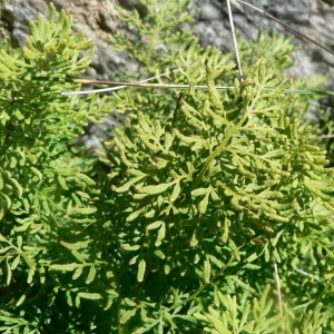 Photographie n°18479 du taxon Cryptogramma crispa (L.) R.Br. [1842]