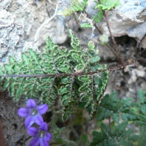 Photographie n°18481 du taxon Cheilanthes acrostica (Balb.) Tod. [1866]