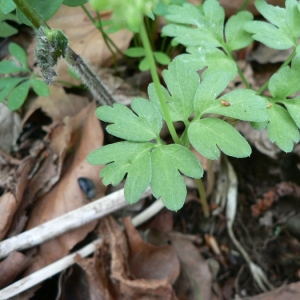 Photographie n°18482 du taxon Adoxa moschatellina L. [1753]