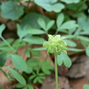 Photographie n°18484 du taxon Adoxa moschatellina L. [1753]