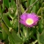  Mathieu MENAND - Carpobrotus edulis (L.) N.E.Br. [1926]