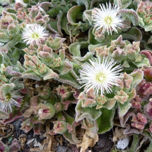 Photographie n°18491 du taxon Mesembryanthemum crystallinum L. [1753]