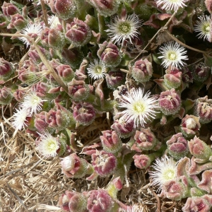 Photographie n°18492 du taxon Mesembryanthemum crystallinum L. [1753]