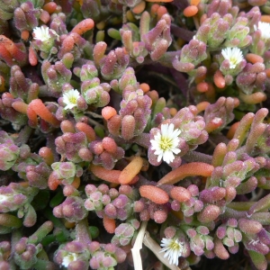 Photographie n°18495 du taxon Mesembryanthemum nodiflorum L. [1753]