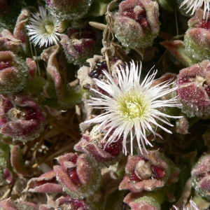 Photographie n°18499 du taxon Mesembryanthemum crystallinum L. [1753]