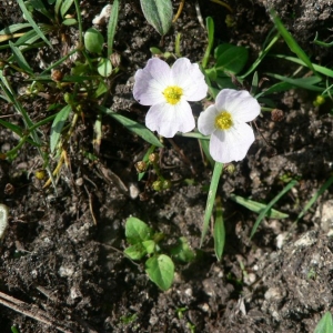 Alisma ranunculoides proles repens (Lam.) Rouy (Alisma rampante)