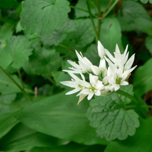 Photographie n°18512 du taxon Allium ursinum L. [1753]