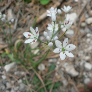 Photographie n°18515 du taxon Allium subhirsutum L. [1753]