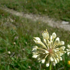 Photographie n°18517 du taxon Allium victorialis L. [1753]