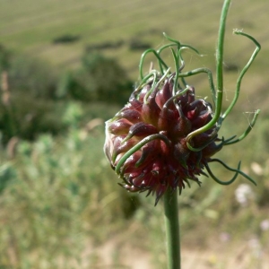 Photographie n°18520 du taxon Allium vineale L. [1753]