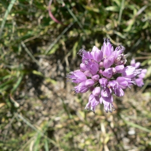Photographie n°18524 du taxon Allium lusitanicum Lam. [1783]