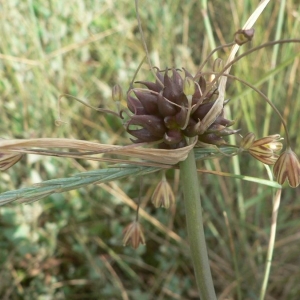 Photographie n°18533 du taxon Allium oleraceum L. [1753]