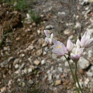 Photographie n°18536 du taxon Allium roseum L. [1753]