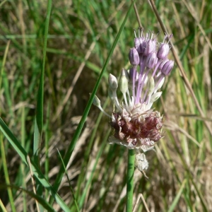 Photographie n°18542 du taxon Allium vineale L. [1753]