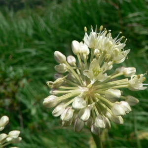 Photographie n°18543 du taxon Allium victorialis L. [1753]