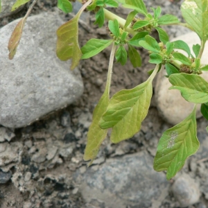 Amaranthus emarginatus Salzm. ex Uline & W.L.Bray (Amarante échancrée)