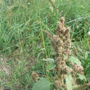 Photographie n°18554 du taxon Amaranthus retroflexus L. [1753]