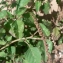  Mathieu MENAND - Amaranthus blitum subsp. blitum