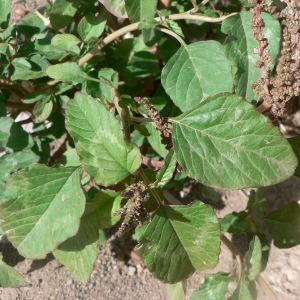 Amaranthus blitum L. subsp. blitum (Amarante blette)