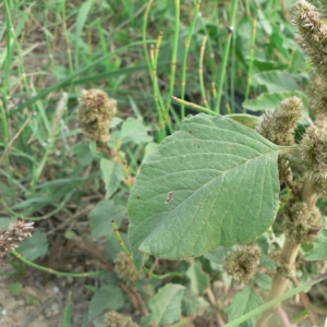 Photographie n°18560 du taxon Amaranthus retroflexus L. [1753]