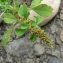  Mathieu MENAND - Amaranthus blitum subsp. emarginatus (Salzm. ex Uline & W.L.Bray) Carretero, Muñoz Garm. & Pedrol [1987]